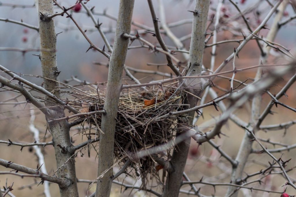bird in nest