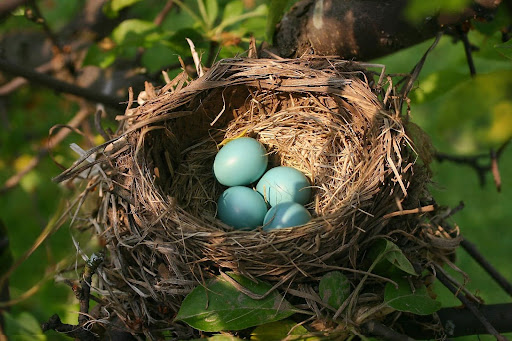 robin eggs in nest